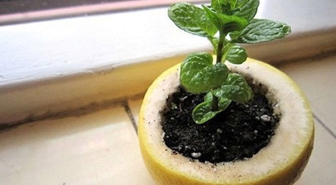 Limon kabuğunu sakın çöpe atmayın