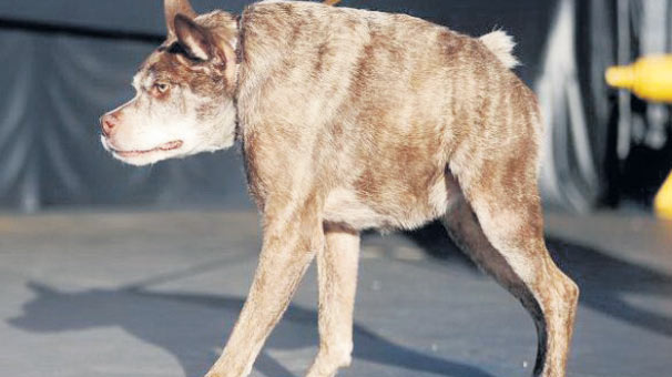 Dünyanın en çirkin köpeği seçildi