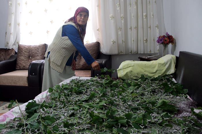 Misafir odasında 'ipek böceklerini' ağırlıyor