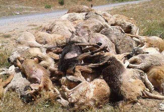 Tarsus'taki köpek katliamında inanılmaz iddia