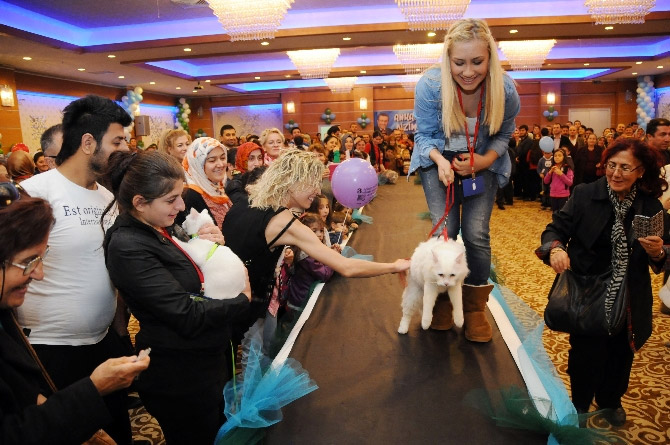 Ankara'nın en güzel kedisi Romeo