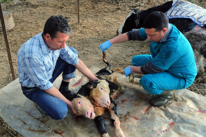 100 bin doğumda bir... Gözlerinize inanamayacaksınız!