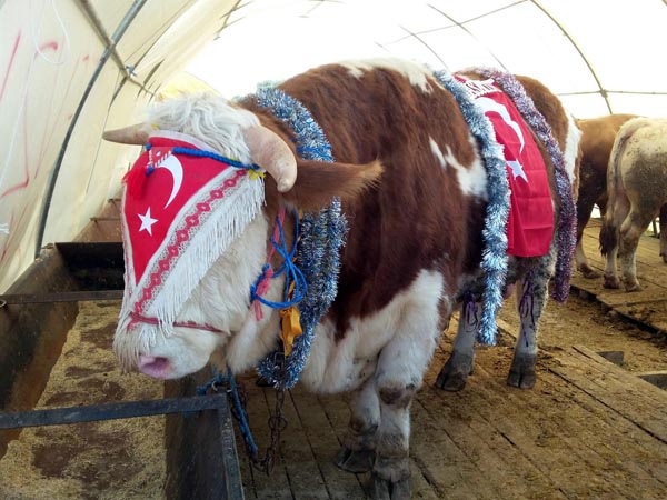 Ev fiyatına kurbanlık!