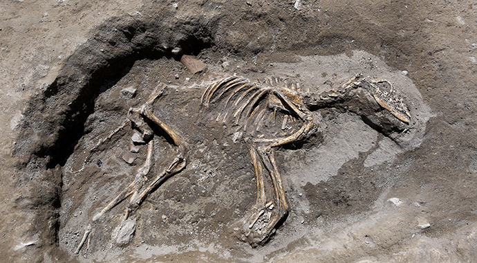 Van'da 3 bin yıllık köpek iskeleti bulundu