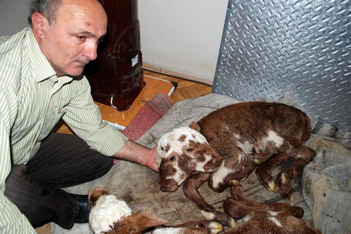 Çift başlı doğan buzağı görenleri hayrete düşürdü