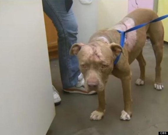 Bu kez tersi oldu, Pitbull cinsi köpek saldırıya uğradı!