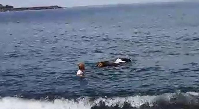 Kurbanlık boğa denize kaçtı, 2 yaralı!
