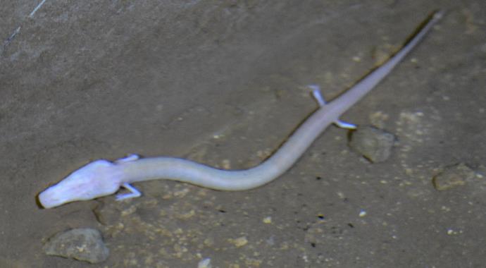 İnsan görünümlü balık!