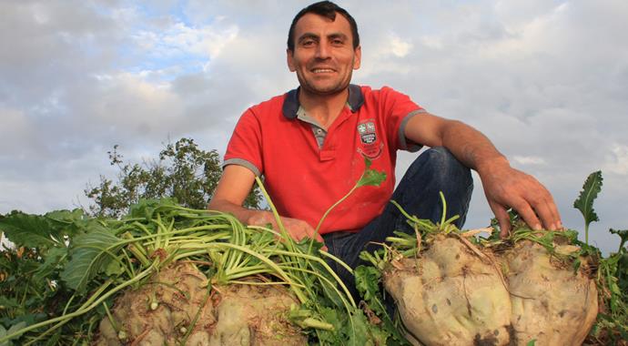 15 kilogramlık dev pancarlar görenleri şaşırtıyor