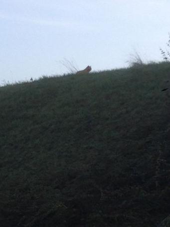 Paris'te kaplan alarmı!