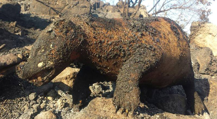 Bir izmarit Bodrum'u yaktı!