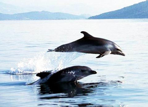 Yunuslar Bodrum'u mesken tuttular