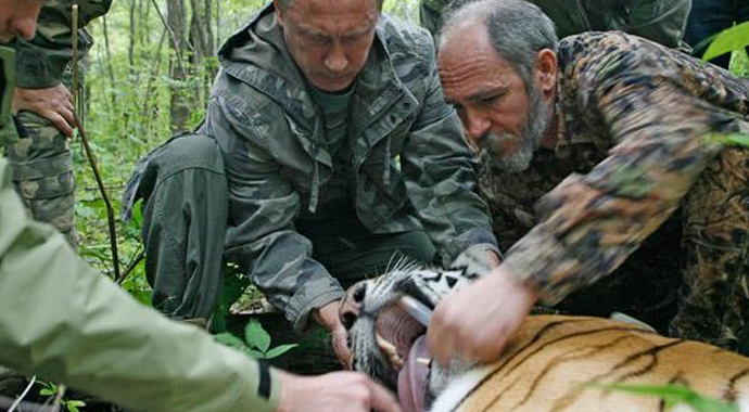 Putin'in kaplanı dehşet saçtı