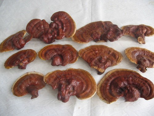 Bu mantarın kilosu 1000 lira!