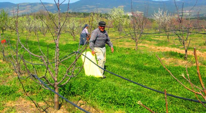 Kaz Dağları'nda yetişen 'Kinoa' besini 10 kilo ete eşdeğer!