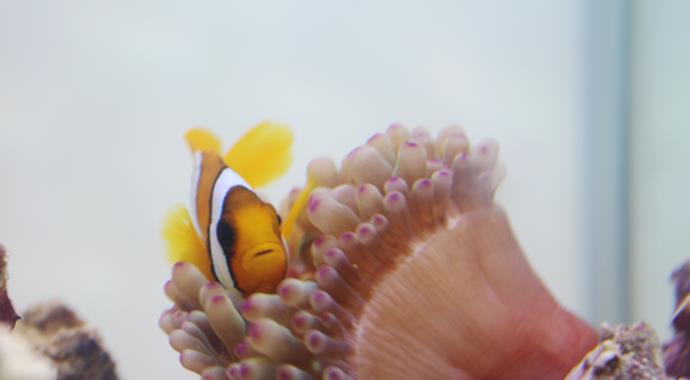 'Kayıp Balık Nemo' İstanbul'da