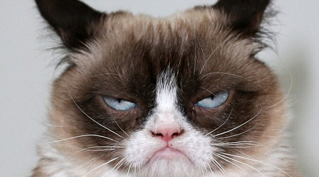 Sahibine 100 milyon dolar kazandıran kedi