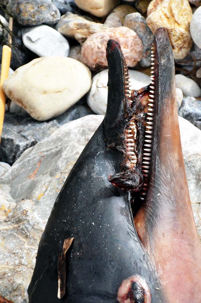 Zıpkınla vurdukları yavru yunusu pişirip yemeye çalıştılar!