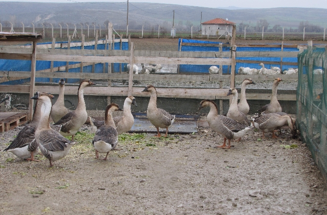Rüyanın etkisinde kaldı, bakın ne yaptı