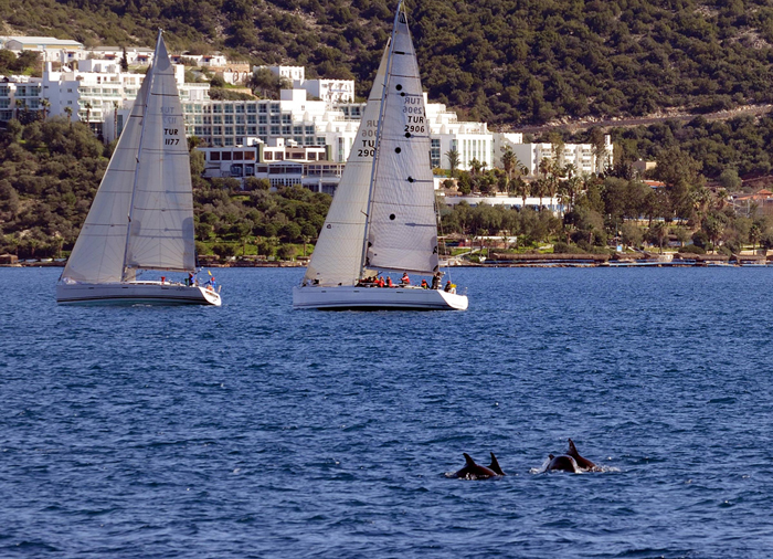 Yunuslar Bodrum'u mesken tuttular