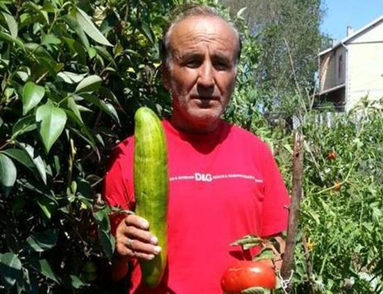 1 salatalık 2 kilogram olur mu demeyin!