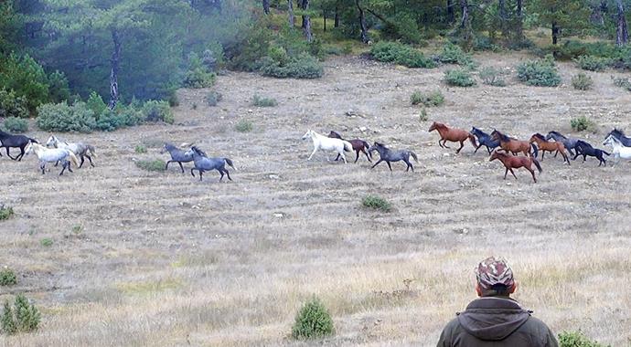 Domaniç'te Osmanlı'dan kalma yılkı atları bulundu