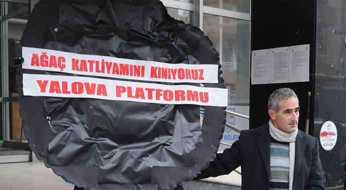 Yalova'da kesilen ağaçlar bakın ne yapılacakmış!