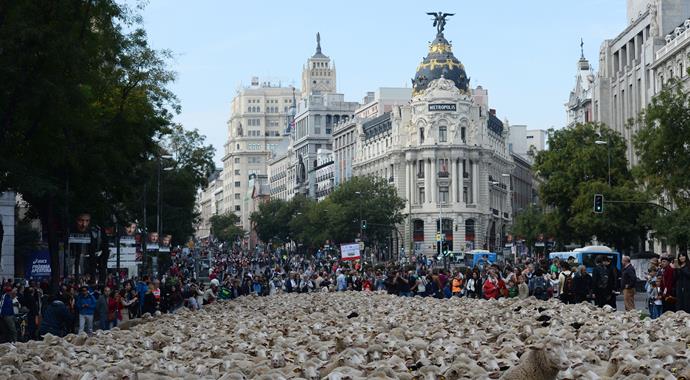Madrid'i koyunlar bastı