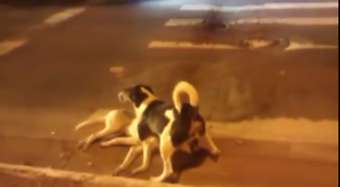 Vefakar köpek ölen arkadaşını böyle korudu..