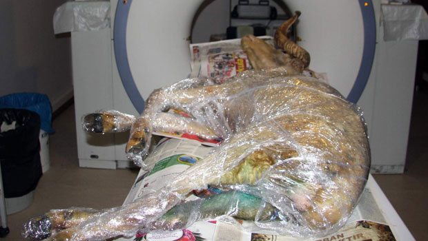 Felçli koçun tomografisi çekildi