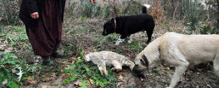 Tabiatta nadir görülen yaban kedisi patlamada öldü