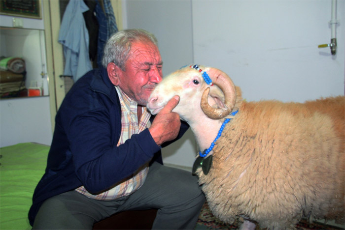 Kesmeye kıyamadığı koçuna papyon giydirip, bayram ziyaretine çıktı
