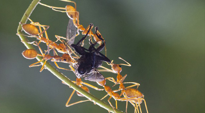 Aç karıncalar yakaladıkları sineği paylaşamadı
