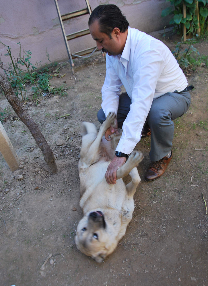 Bu köpek işine gelince erkek, işine gelince dişi!