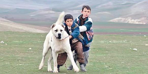 Sivas filminin küçük oyuncusuna yoğun ilgi