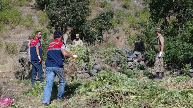 Uyuşturucu tarlalarına şafak operasyonu