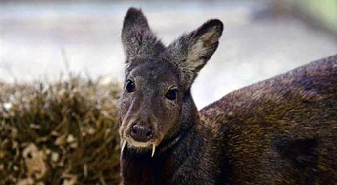 'Vampir geyik' 66 yıl sonra ortaya çıktı