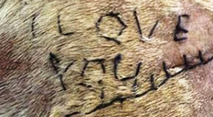 Veteriner öğrenci dehşeti!