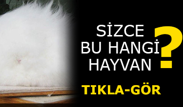 Hayvanların bu halini görünce çok şaşıracaksınız!