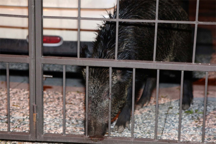 Bebek'te domuz paniği! Yalının bahçesine girdi...