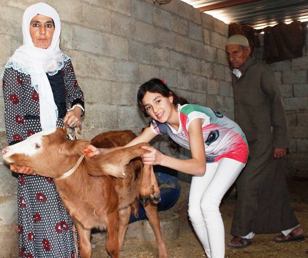 Urfa'da 6 bacaklı buzağıyı görenler gözlerine inanamıyor