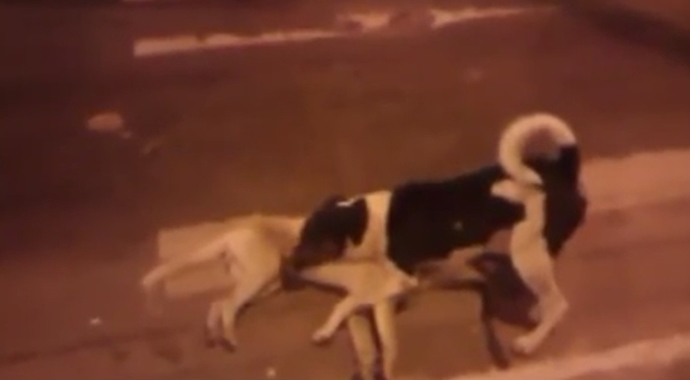 Vefakar köpek ölen arkadaşını böyle korudu..