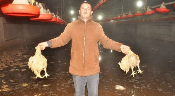 Binlerce hayvan telef oldu