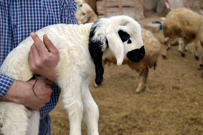 Kuzunun 5. bacağı boynundan çıktı!