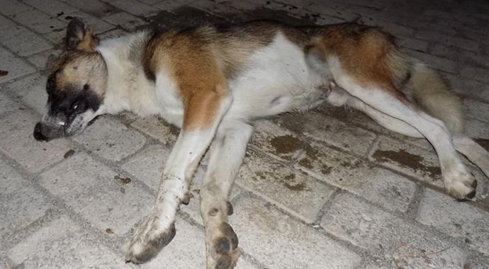 Bunu yapan insan olamaz!