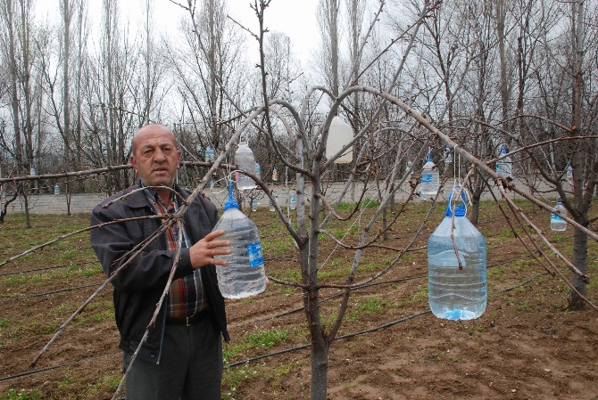Meyve ağaçlarının dallarına içi su dolu pet şişe asıyor, çünkü...
