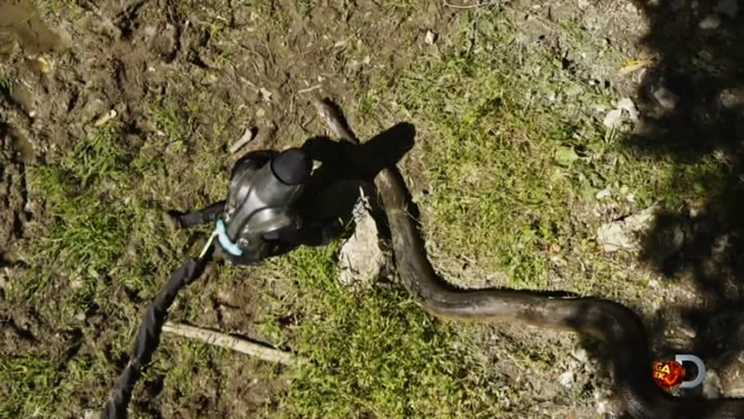 Göz göre göre anakondaya yem oldu!