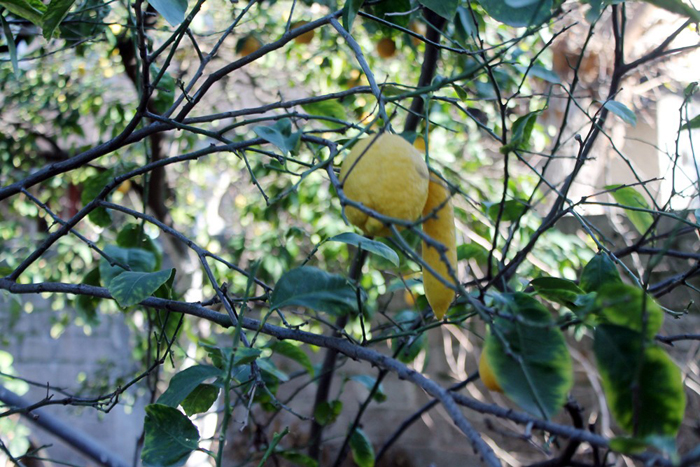 Muz görünümlü limon hayrete düşürüyor