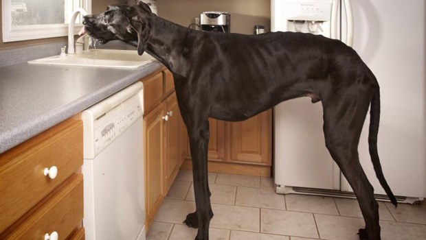 Dünyanın en uzun köpeği öldü