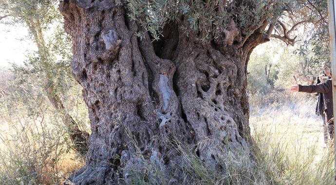 1300 yıllık zeytin ağacı çürümeye terk edildi